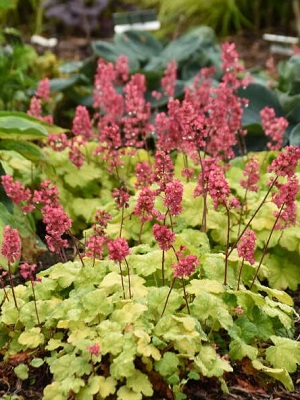 Heuchera hybrid - Timeless Glow